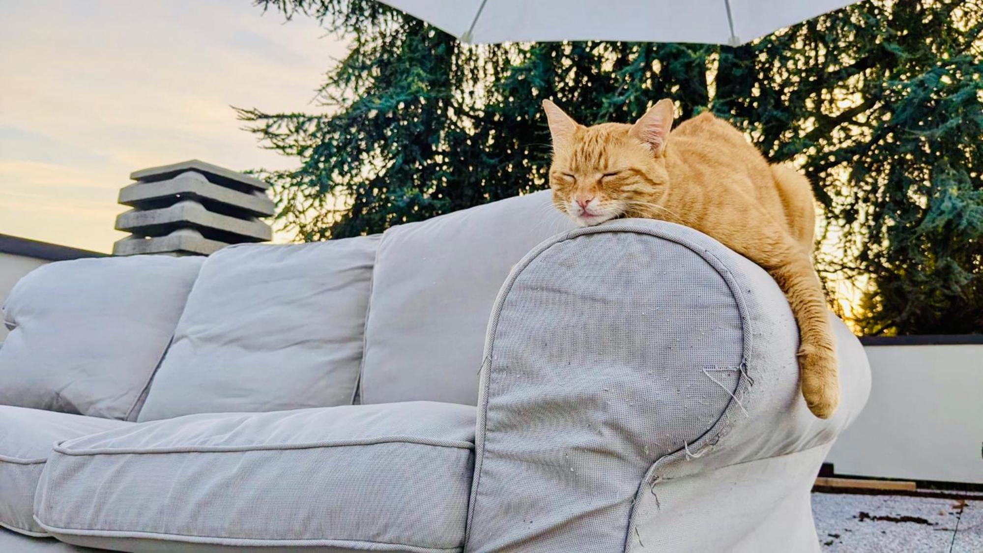 Bed and Breakfast The Luxory Cat Mailand Exterior foto